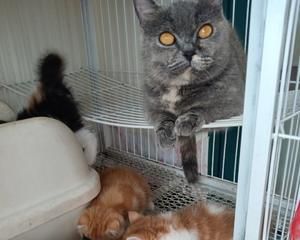 适合老年猫和离乳期小猫的猫饭1的做法 步骤13