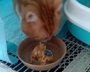 适合老年猫和离乳期小猫的猫饭1的做法 步骤11