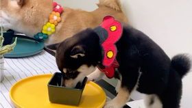 宠物饮食指南:养出健康小狗狗