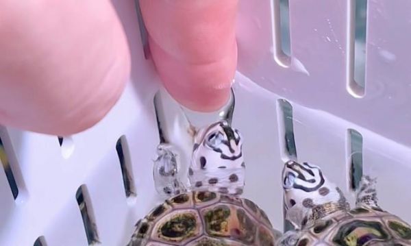 乌龟互动性研究（红耳龟的互动性探究及其重要性）