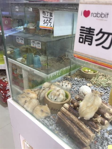 旺角 倉鼠 店