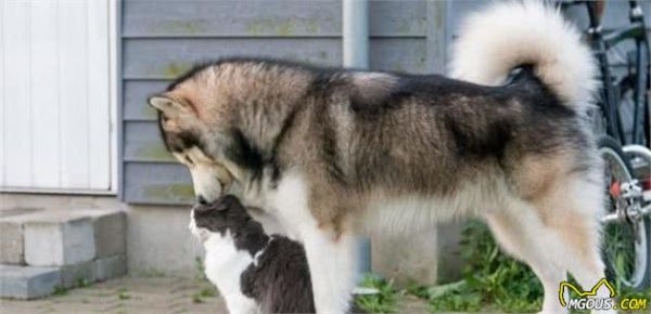 常见犬性格特点！你家狗狗是这样的吗？