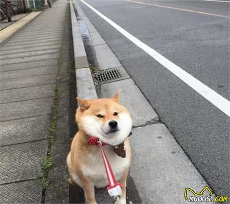 常见犬性格特点！你家狗狗是这样的吗？