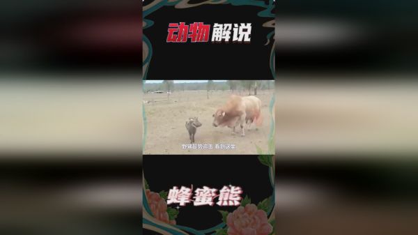 野猪被黄牛撞见，双方对视许久，莫非要干仗了？