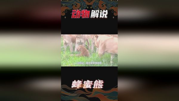 花豹偷摸猎杀母狮幼崽，结果被堵到家门口，这下可捅了马蜂窝！