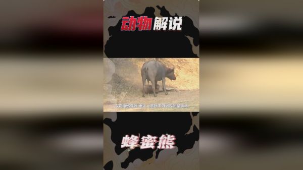 狮子正午睡，谁知野牛突然启动攻击，狮子腿当场废掉！