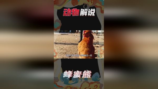 公鸡一口气打鸣15秒，打到缺氧倒地昏死过去，主人都笑疯了