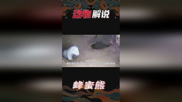 雪貂闯进兔子洞，野兔利用地形优势来回周旋，但终究难逃一死