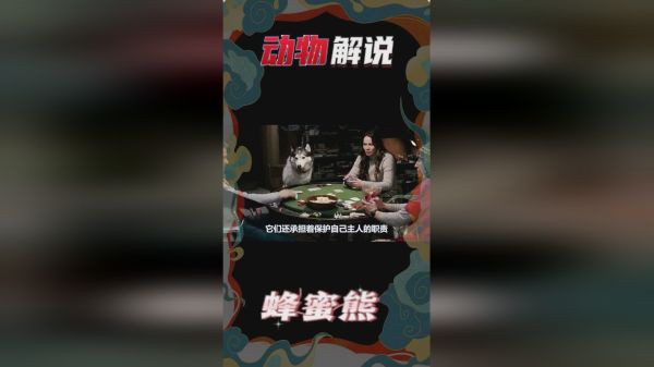 凶残的哈士奇，突然攻击小博美！咬断脖子后，淡定走开