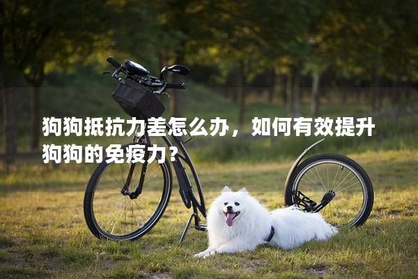狗狗抵抗力差怎么办，如何有效提升狗狗的免疫力？