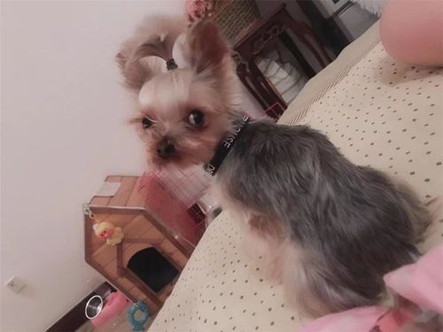 科学喂养,均衡营养,呵护幼犬成长