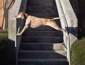 为爱犬打造均衡营养餐