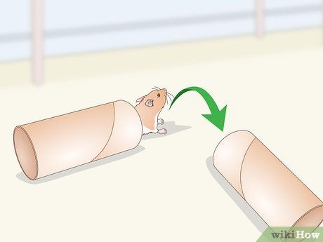 Step 2 将卫生卷纸的纸芯或者其它筒状物做成隧道。