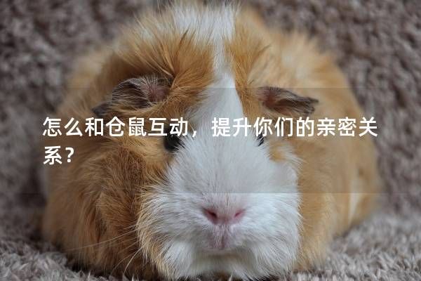 怎么和仓鼠互动，提升你们的亲密关系？