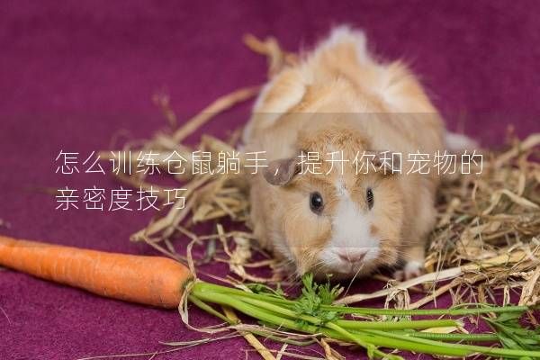怎么训练仓鼠躺手，提升你和宠物的亲密度技巧