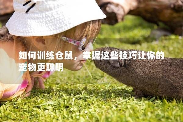 如何训练仓鼠，掌握这些技巧让你的宠物更聪明
