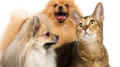狗狗牵引绳批发市场—上阿里巴巴,找好货【嘉美乐】