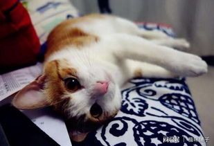 细小康复后,科学喂养宠物宝