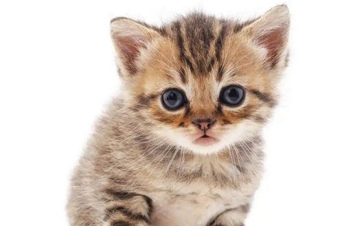猫鼻支康复期要注意什么