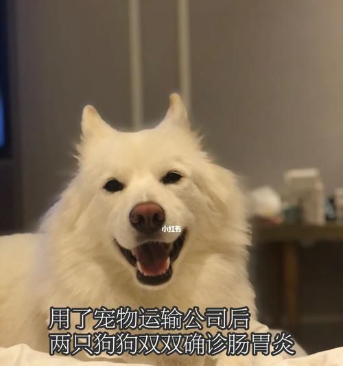 狗肠炎恢复期表现及护理措施（了解狗肠炎的恢复过程，帮助宠物康复健康）