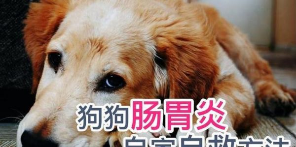 狗肠炎恢复期表现及护理措施（了解狗肠炎的恢复过程，帮助宠物康复健康）