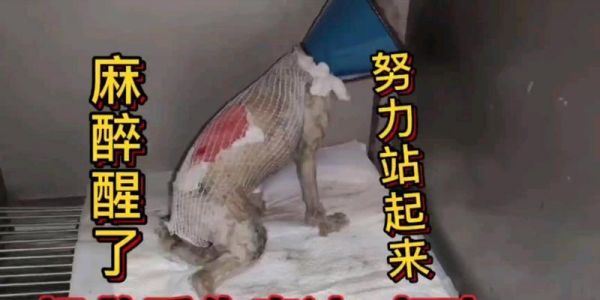 宠物狗泰迪受伤了，该如何调养？（泰迪的饮食护理和适当运动的重要性）