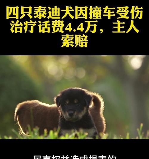 宠物狗泰迪受伤了，该如何调养？（泰迪的饮食护理和适当运动的重要性）