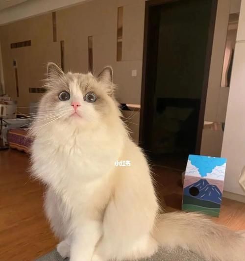 猫咪毛发快速生长的秘密（揭秘宠物猫咪毛发生长的方法）