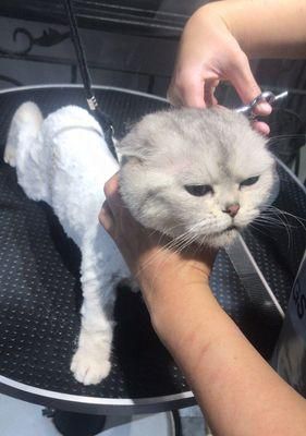 猫咪毛发快速生长的秘密（揭秘宠物猫咪毛发生长的方法）