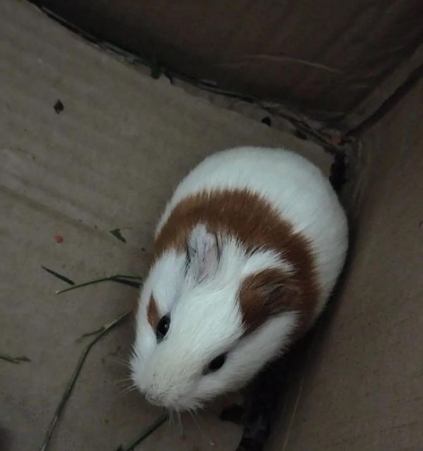 荷兰猪养殖指南（全面了解荷兰猪的饲养要点及注意事项）