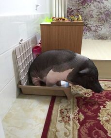 安徽特色宠物猪品种盘点