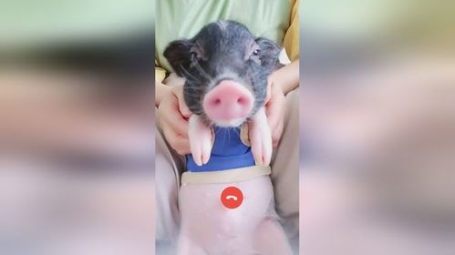 宠物猪成长记