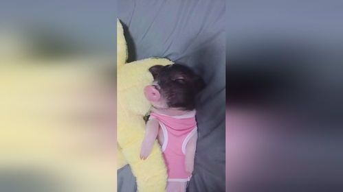 宠物猪成长记