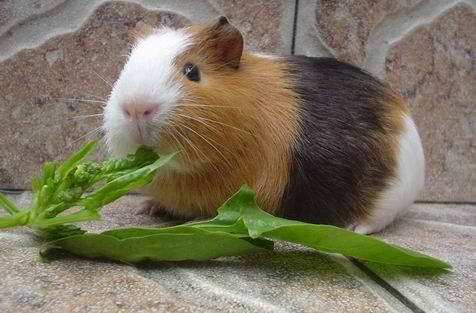 荷兰猪宠物养护指南？初养荷兰猪必备的健康饲养技巧