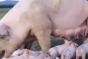 农村养猪怎样建猪舍