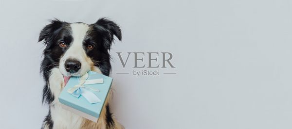 小狗狗边境牧羊犬抱着蓝色的礼品盒在口腔孤立在白色背景。圣诞、新年、生日、情人节礼物概念。宠物狗在节日送礼物。我很抱歉。横幅照片摄影图片