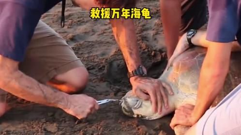 好心游客救助万年大海龟，大吉大利！