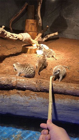 IMG_0762.gif
