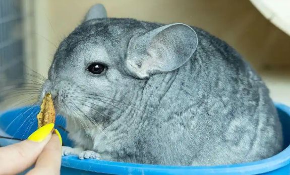 龙猫饲养指南：从挑选到日常避坑的保姆级攻略