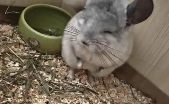 提摩西草与苜蓿草：如何成为龙猫的理想食物