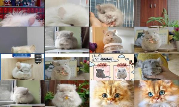 金色长毛龙猫价格
