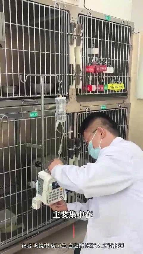 高职生变身“萌宠守护者” !山东6成宠物医生出自这所高校
