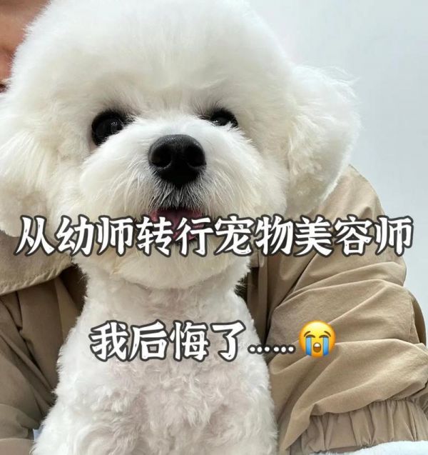 成为一名宠物美容师的注意事项（全方位关注，细心呵护）