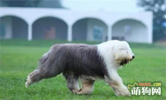 狗狗也爱美！哪些狗狗需要定期美容？