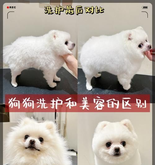 7种需要经常美容的狗狗品种，你家有吗？（为你的宠物选择最佳美容方式，让它们始终保持美丽动人）