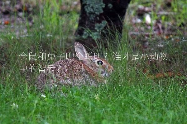 仓鼠和兔子哪个聪明？谁才是小动物中的智者？