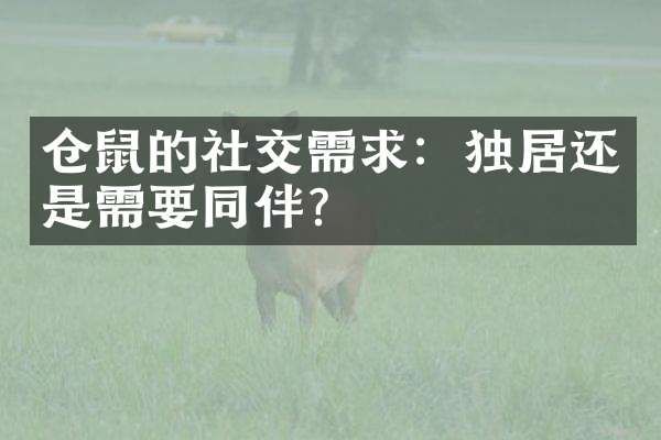 仓鼠的社交需求：独居还是需要同伴？