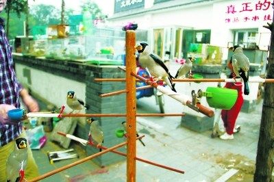 北京商贩公开叫卖珍禽 多为市二级保护动物
