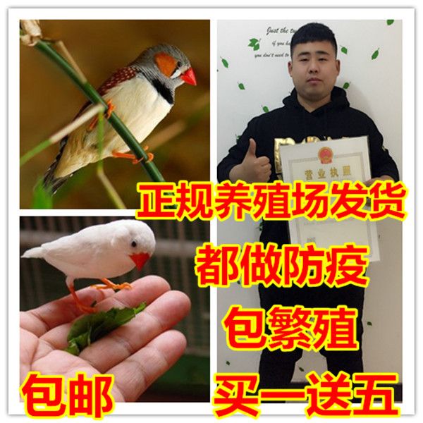 宠物鸟活体说话鸟手养鸟幼鸟爱情鸟活体观赏鸟珍珠鸟文鸟送运输笼