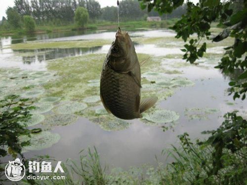 香精 使用香精钓鱼的方法 第2张